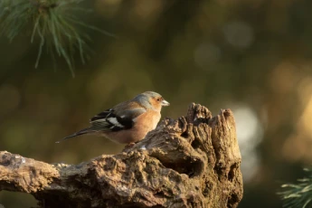closeup-shot-cute-european-robin-bird-webp (2) (1)