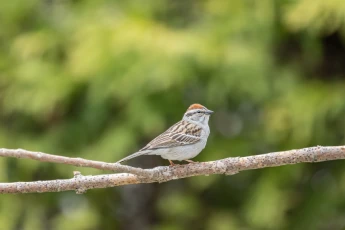 selective-focus-shot-sparrow-perched-o-branch.jpg (2)